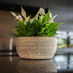 Cas Plant Bowl - Sahara -Outlet The Ever Sprout Store CasPlantPot Sahara 6