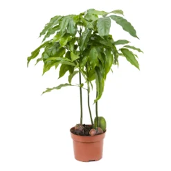 Castanospermum Australe - Moreton Bay Chestnut -Outlet The Ever Sprout Store Castanospermum australe Moreton Bay Chestnut 12cm