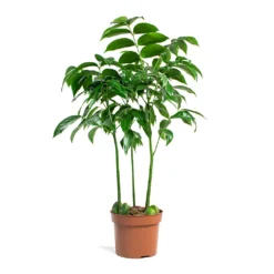 Castanospermum Australe - Moreton Bay Chestnut -Outlet The Ever Sprout Store Castanospermum australe Moreton Bay Chestnut 12cm 32ab1e60 8876 4c6c 918d 94e773d83107