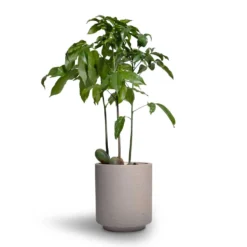 Castanospermum Australe - Moreton Bay Chestnut -Outlet The Ever Sprout Store Castanospermum australe Moreton Bay Chestnut 12x45cm Suzi Plant Pot Grey Washed 15x16 1745f2fb 52ce 402a 9354 d7676920cb4f