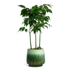 Castanospermum Australe - Moreton Bay Chestnut -Outlet The Ever Sprout Store Castanospermum australe Moreton Bay Chestnut Alice Plant Pot Ocean b5d138aa df5b 4d7b 8514 2a22fa8860c8