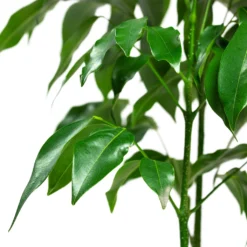 Castanospermum Australe - Moreton Bay Chestnut -Outlet The Ever Sprout Store Castanospermum australe Moreton Bay Chestnut Close Up