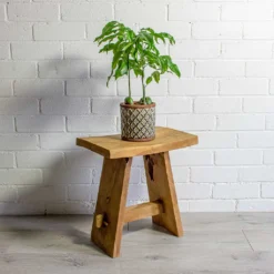 Castanospermum Australe - Moreton Bay Chestnut -Outlet The Ever Sprout Store Castanospermum australe Moreton Bay Chestnut liam grey plant pot natural 1a0305a0 714c 4237 a873 77cad02b2bc0