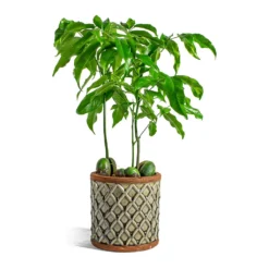 Castanospermum Australe - Moreton Bay Chestnut -Outlet The Ever Sprout Store Castanospermum australe Moreton Bay Chestnut liam grey plant pot 03875835 7606 4ab2 beec 579645fc099c