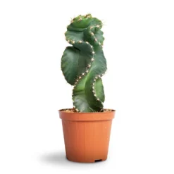 Cereus Forbesii Spiralis - Spiralled Cereus -Outlet The Ever Sprout Store Cereus forbesii spiralis Spiralled Cereus 10x10cm 1