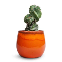 Cereus Forbesii Spiralis - Spiralled Cereus -Outlet The Ever Sprout Store Cereus forbesii spiralis Spiralled Cereus 10x20cm Charlotte Plant Pot Orange 19x16cm 17d5cab8 2d10 4e71 9e25 cb03390b15de