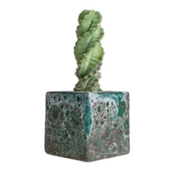 Cereus Forbesii Spiralis - Spiralled Cereus -Outlet The Ever Sprout Store Cereus forbesii spiralis Spiralled Cereus 10x20cm Lava Cube Relic Planter Jade 16x16x16cm