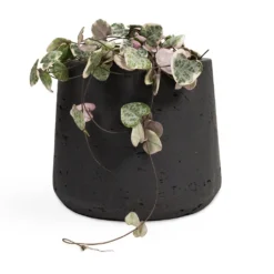 Ceropegia Woodii - Variegated String Of Hearts -Outlet The Ever Sprout Store Ceropegia woodii String of Hearts 10.5x20cm no hanger Patt Plant Pot Black Washed 17x14cm