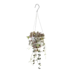 Ceropegia Woodii - Variegated String Of Hearts -Outlet The Ever Sprout Store Ceropegia woodii Variegated String of Hearts 14x30cm 7fc8443e dac8 4e3f af47 47b752611c9e