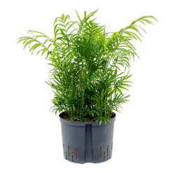 Chamaedorea Elegans - Parlour Palm - HydroCare -Outlet The Ever Sprout Store Chamaedore aelegans Parlour Palm Hydroculture 25 19x75cm