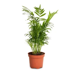 Chamaedorea Elegans - Parlour Palm -Outlet The Ever Sprout Store Chamaedorea elegans Parlour Palm 12x40cm