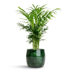 Chamaedorea Elegans - Parlour Palm -Outlet The Ever Sprout Store Chamaedorea elegans Parlour Palm 12x40cm Babet Plant Pot Pine 14x12cm 211ca432 2bba 43e8 ae87 5202a799ac8f
