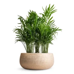Chamaedorea Elegans - Parlour Palm -Outlet The Ever Sprout Store Chamaedorea elegans Parlour Palm 12x40cm multi Ryan Plant Bowl Sand Gold 28x13cm 7f60374f 184e 4528 98a1 a95ffa59c815