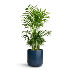 Chamaedorea Elegans - Parlour Palm -Outlet The Ever Sprout Store Chamaedorea elegans Parlour Palm 14x50cm Lisbon Plant Pot Navy 15x15cm