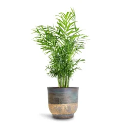 Chamaedorea Elegans - Parlour Palm -Outlet The Ever Sprout Store Chamaedorea elegans Parlour Palm 17x60cm Aico Plant Pot Shiny Blue 22x20cm