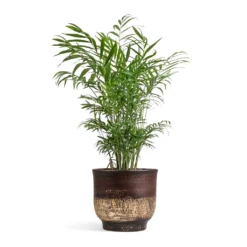 Chamaedorea Elegans - Parlour Palm -Outlet The Ever Sprout Store Chamaedorea elegans Parlour Palm 17x60cm Aico Plant Pot Shiny Brown 22x20cm