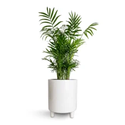 Chamaedorea Elegans - Parlour Palm -Outlet The Ever Sprout Store Chamaedorea elegans Parlour Palm 17x60cm Pisa Plant Pot White 20x24cm e2dda9b6 b2ae 4379 832c 2dc91dc0b660