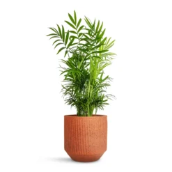 Chamaedorea Elegans - Parlour Palm -Outlet The Ever Sprout Store Chamaedorea elegans Parlour Palm 17x60cm Solento Plant Pot Terracotta Speckle 20x18.5cm 1f1891d5 eb6f 4880 b47a 75d52531487a
