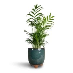 Chamaedorea Elegans - Parlour Palm -Outlet The Ever Sprout Store Chamaedorea elegans Parlour Palm 17x70cm Kaat Plant Pot Petrol 20x20cm
