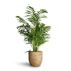 Chamaedorea Elegans - Parlour Palm -Outlet The Ever Sprout Store Chamaedorea elegans Parlour Palm 20x100cm Cody Plant Pot Straw Grass 27x26cm