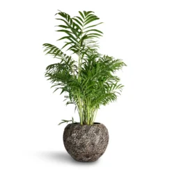 Chamaedorea Elegans - Parlour Palm -Outlet The Ever Sprout Store Chamaedorea elegans Parlour Palm 20x100cm Luxe Lite Moon Globe Planter Bronze 33x24cm 0455eb36 6f4e 4edc bead 8c2e1c424eb1