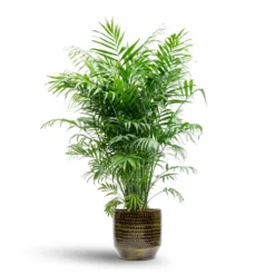 Chamaedorea Elegans - Parlour Palm -Outlet The Ever Sprout Store Chamaedorea elegans Parlour Palm 20x100cm Sanna Plant Pot Savanna 25x23cm