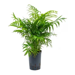 Chamaedorea Elegans - Parlour Palm - HydroCare -Outlet The Ever Sprout Store Chamaedorea elegans Parlour Palm Hydroculture 15 19x65cm