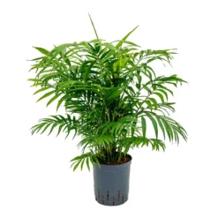 Chamaedorea Elegans - Parlour Palm - HydroCare