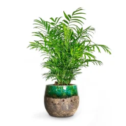 Chamaedorea Elegans - Parlour Palm -Outlet The Ever Sprout Store Chamaedorea elegans Parlour Palm Lindy Plant Pot Green