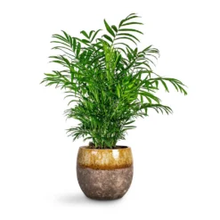 Chamaedorea Elegans - Parlour Palm -Outlet The Ever Sprout Store Chamaedorea elegans Parlour Palm Lindy Plant Pot Ochre 6442324a 81b2 48a5 9505 33a2bb230c35