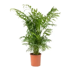 Chamaedorea Elegans - Parlour Palm -Outlet The Ever Sprout Store Chamaedorea elegans Parlour Palm Medium