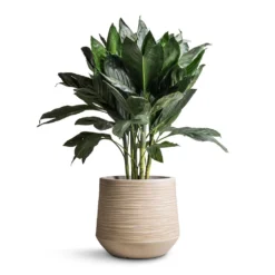 Chamaedorea Metallica - Metallic Palm 13 Chamaedorea Metallica - Metallic Palm -Outlet The Ever Sprout Store Chamaedorea metallica Metallic Palm 21x70cm Dune Darcy Planter Oat 30x26cm