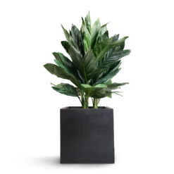 Chamaedorea Metallica - Metallic Palm 14 Chamaedorea Metallica - Metallic Palm -Outlet The Ever Sprout Store Chamaedorea metallica Metallic Palm 21x70cm Fleur Natural Planter Black 25x25x25cm 8311e1ea a579 4e27 834e 581f83897cb4