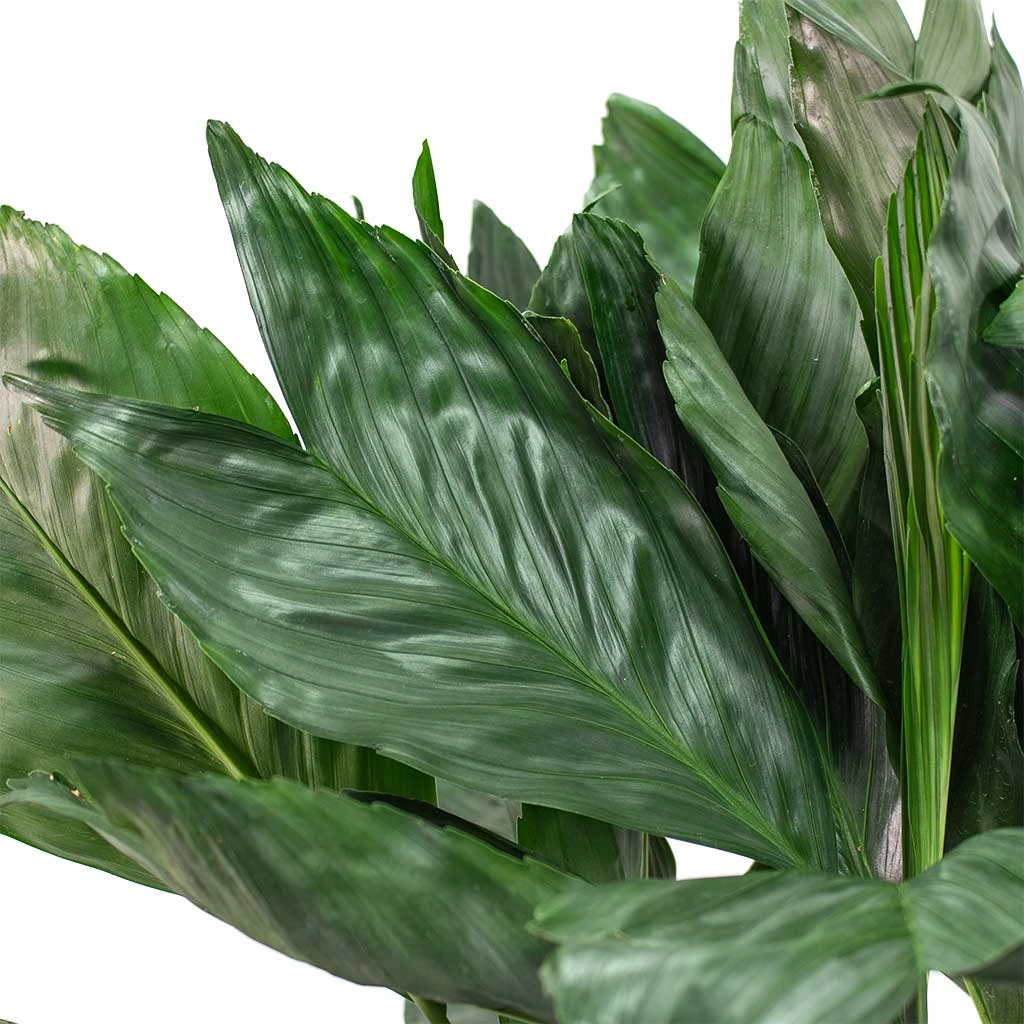 Chamaedorea Metallica - Metallic Palm 2 Chamaedorea Metallica - Metallic Palm - Image 2