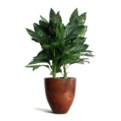 Chamaedorea Metallica - Metallic Palm 16 Chamaedorea Metallica - Metallic Palm -Outlet The Ever Sprout Store Chamaedorea metallica Metallic Palm Livin Beauty Flowerpot Copper Matt Smooth