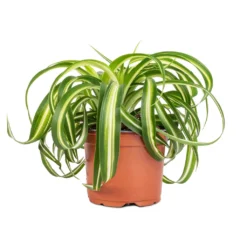 Chlorophytum Bonnie - Curly Spider Plant 23 Chlorophytum Bonnie - Curly Spider Plant -Outlet The Ever Sprout Store Chlorophytum Bonnie Curly Spider Plant 12x25cm 2