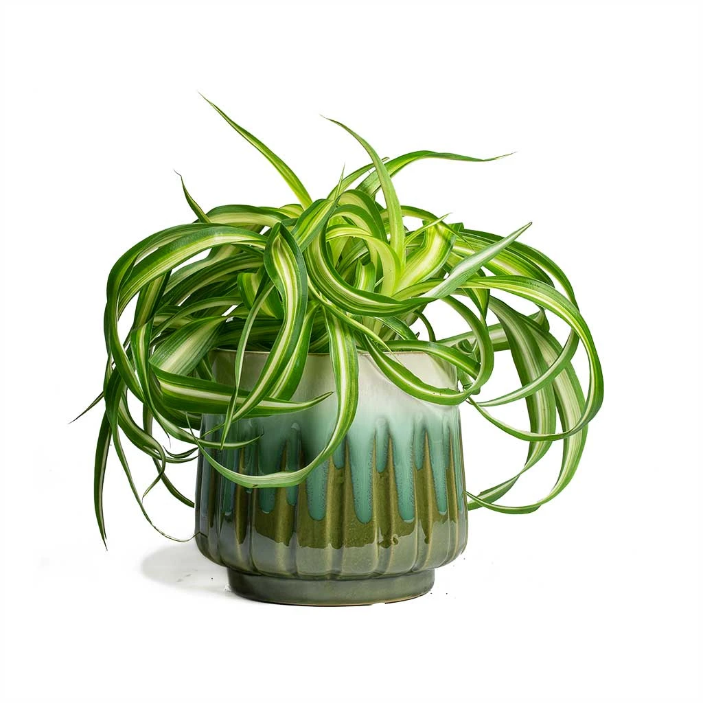 Chlorophytum Bonnie - Curly Spider Plant 16 Chlorophytum Bonnie - Curly Spider Plant - Image 16
