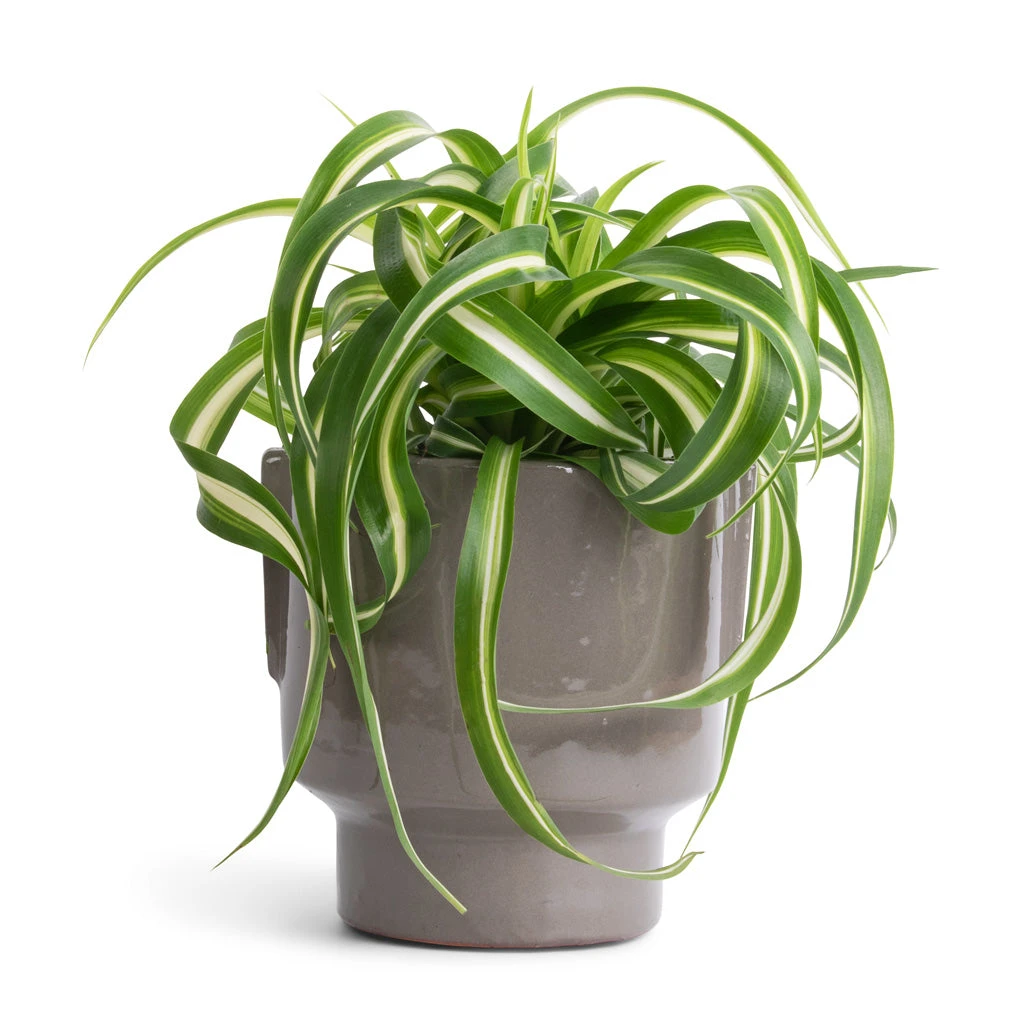 Chlorophytum Bonnie - Curly Spider Plant 11 Chlorophytum Bonnie - Curly Spider Plant - Image 11