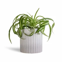 Chlorophytum Bonnie - Curly Spider Plant 32 Chlorophytum Bonnie - Curly Spider Plant -Outlet The Ever Sprout Store Chlorophytum Bonnie Curly Spider Plant 12x25cm Azalea Ribbed Plant Pot Speckled Grey Stone 15x15cm 4829111a 6efd 42d0 90f5 6736f40e4e80