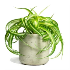 Chlorophytum Bonnie - Curly Spider Plant 36 Chlorophytum Bonnie - Curly Spider Plant -Outlet The Ever Sprout Store Chlorophytum Bonnie Curly Spider Plant 12x25cm Charlie Plant Pot Grey Washed 15x15cm