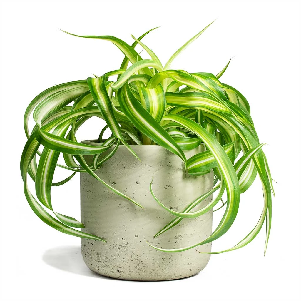 Chlorophytum Bonnie - Curly Spider Plant 18 Chlorophytum Bonnie - Curly Spider Plant - Image 18