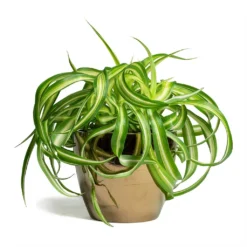 Chlorophytum Bonnie - Curly Spider Plant 31 Chlorophytum Bonnie - Curly Spider Plant -Outlet The Ever Sprout Store Chlorophytum Bonnie Curly Spider Plant 12x25cm Sven Plant Pot Gold 15x12cm