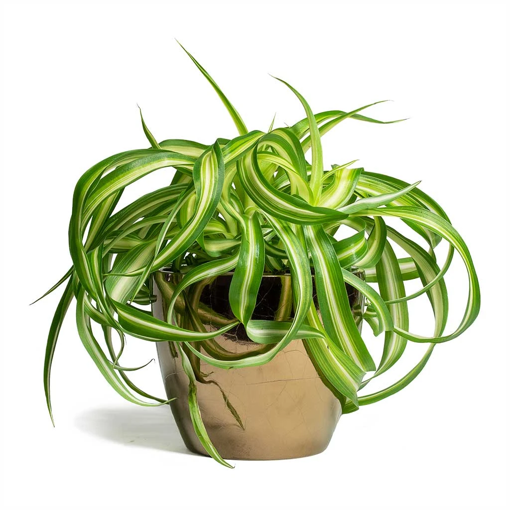 Chlorophytum Bonnie - Curly Spider Plant 13 Chlorophytum Bonnie - Curly Spider Plant - Image 13