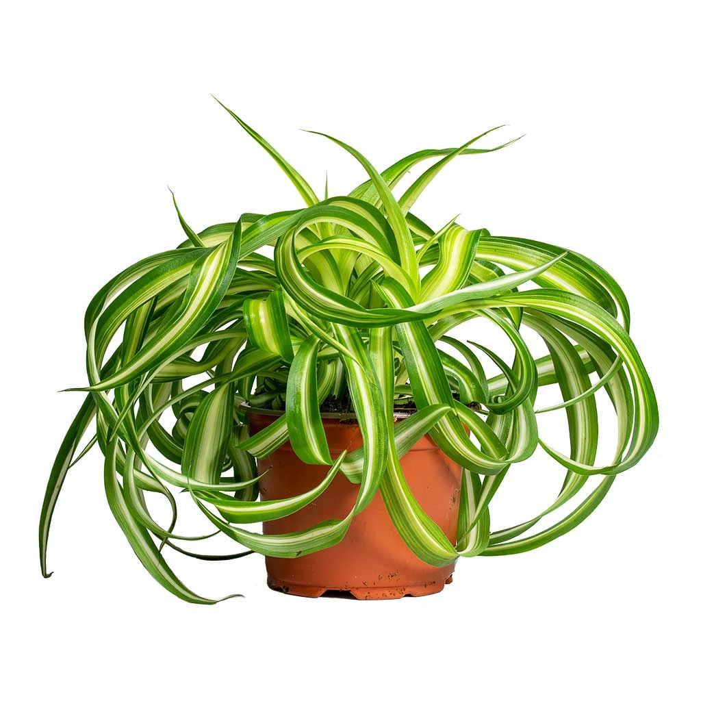 Chlorophytum Bonnie - Curly Spider Plant 7 Chlorophytum Bonnie - Curly Spider Plant - Image 7