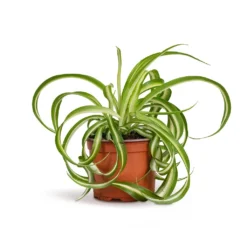 Chlorophytum Bonnie - Curly Spider Plant 21 Chlorophytum Bonnie - Curly Spider Plant -Outlet The Ever Sprout Store Chlorophytum Bonnie Curly Spider Plant 12x25cm 515a39d4 9d1f 44ed bee0 bc89328bd39b