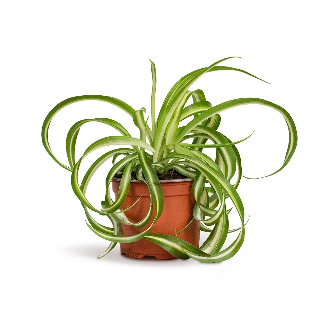 Chlorophytum Bonnie - Curly Spider Plant 3 Chlorophytum Bonnie - Curly Spider Plant - Image 3