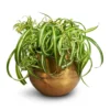 Chlorophytum Bonnie - Curly Spider Plant