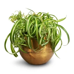 Chlorophytum Bonnie - Curly Spider Plant