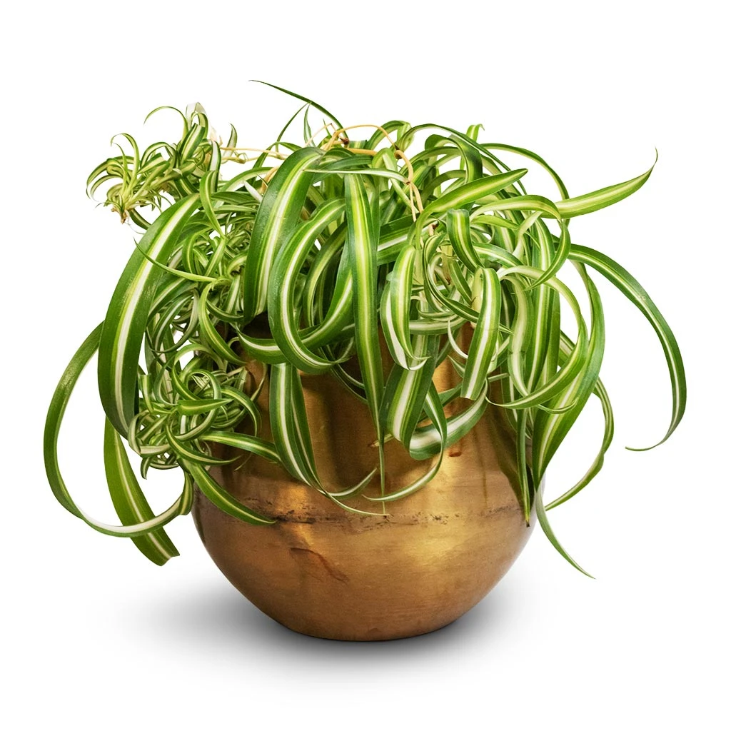 Chlorophytum Bonnie - Curly Spider Plant 1 Chlorophytum Bonnie - Curly Spider Plant