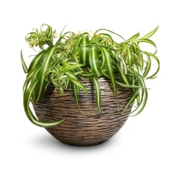 Chlorophytum Bonnie - Curly Spider Plant 24 Chlorophytum Bonnie - Curly Spider Plant -Outlet The Ever Sprout Store Chlorophytum Bonnie Curly Spider Plant 20x50cm Luxe Lite Wrinkle Globe Planter Bronze 33x24cm de60ac13 a610 4356 99ba 5cdb2f9f7222